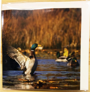 Til, fra kort med vildtmotiv og lyd (And)