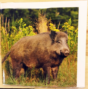 Til, fra kort med vildtmotiv og lyd (Vildsvin)