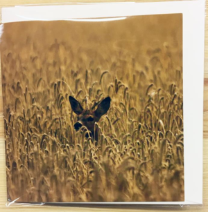 Til, fra kort med vildtmotiv og lyd (Rådyr)