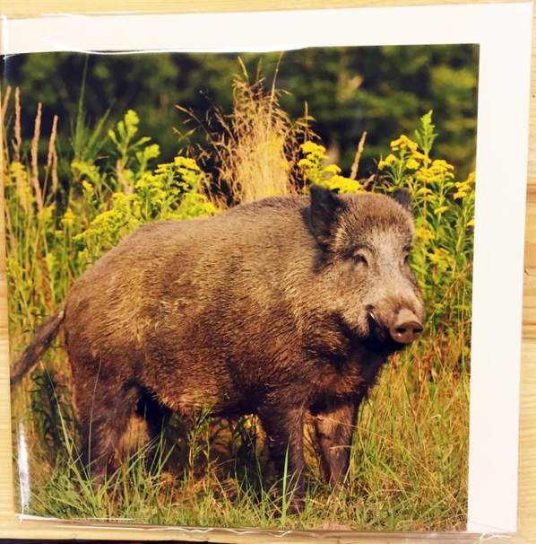 Til, fra kort med vildtmotiv og lyd (Vildsvin)