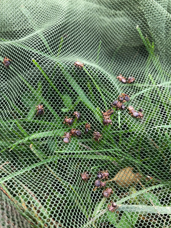 Insect Stop, Vildtpose 190x100 cm