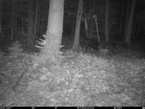 Vildsvin på pladsen