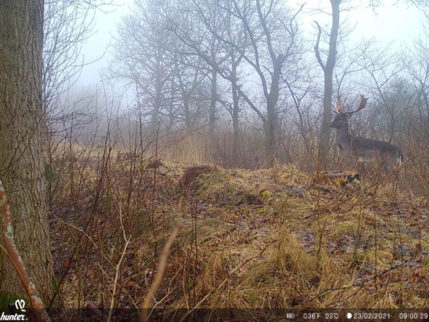 Hunter Alpha 4G Cloud vildtkamera