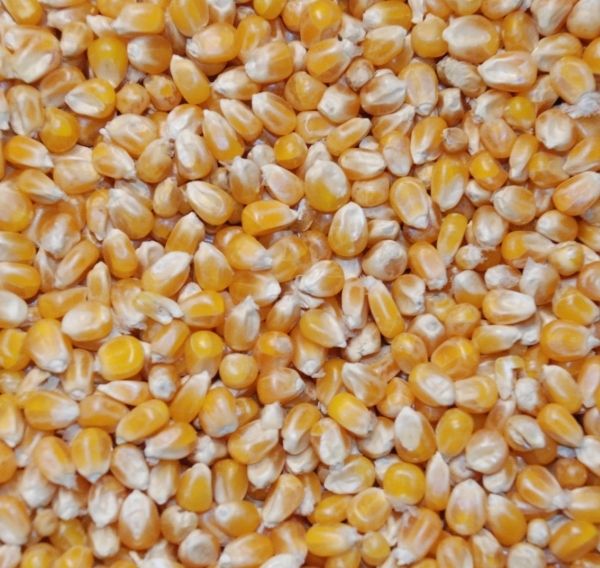 majs (sorteret). 15KG i sæk