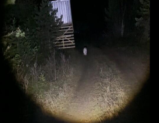 Laserlygte 2000LM - hvidt lys