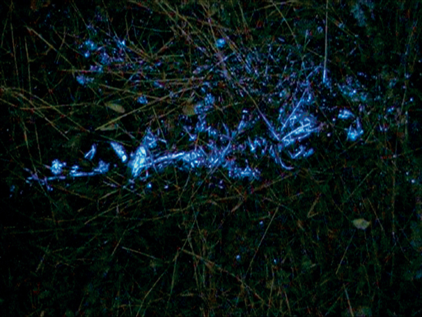 BLUESTAR® blodsporing