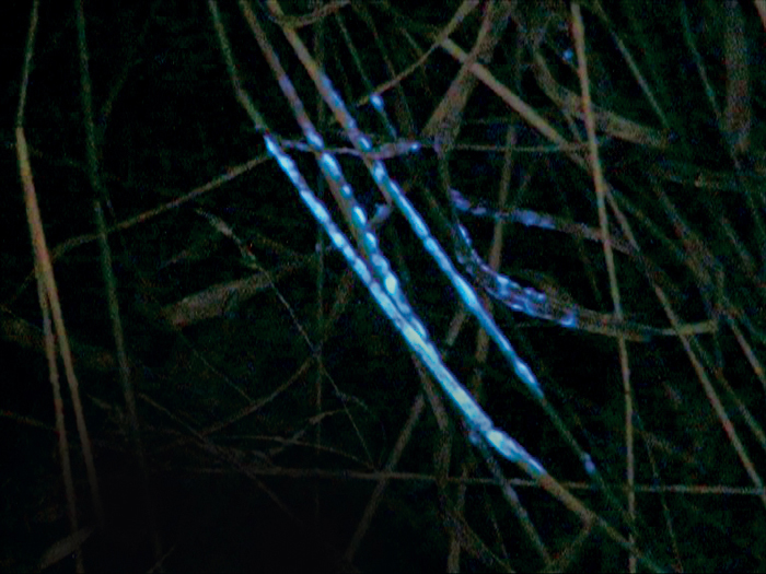 BLUESTAR® blodsporing