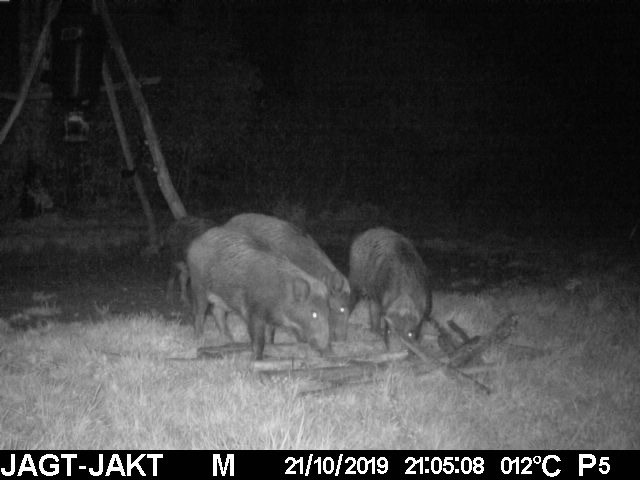 majsbombe til vildsvin