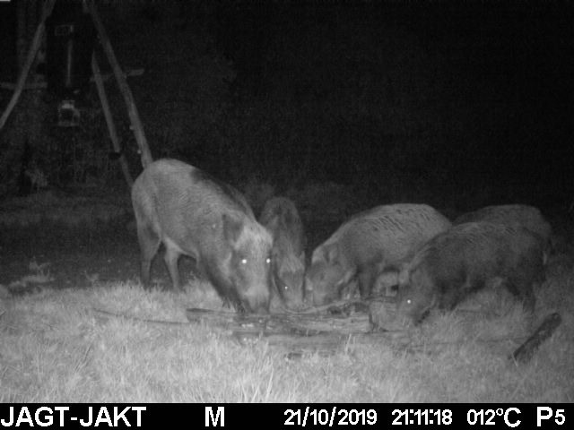 lokkemiddel til vildsvin